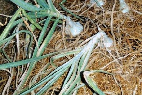 Kraken 13at магазин