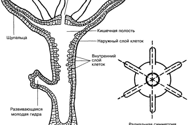 Линк кракена